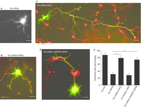 Overexpression Of Apkc Counteracts The Polarity Defect Caused By Dvl Download Scientific