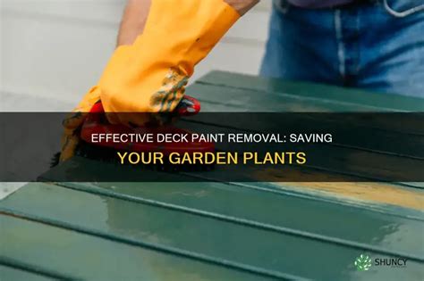 Effective Deck Paint Removal Saving Your Garden Plants Shuncy