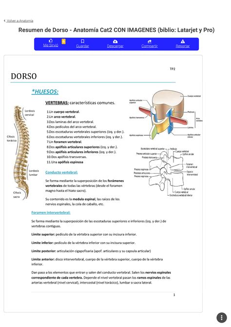 Resumen De Dorso Anatom A Cat Con Imagenes Biblio Latarjet Y Pro