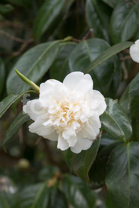 Descubra Kuva Camellia Japonica Blanc Thptnganamst Edu Vn