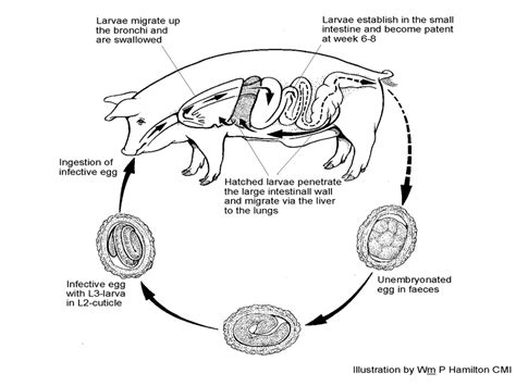 1 The Ascaris Suum Life Cycle Is Distinctly Divided Into A Short Download Scientific Diagram