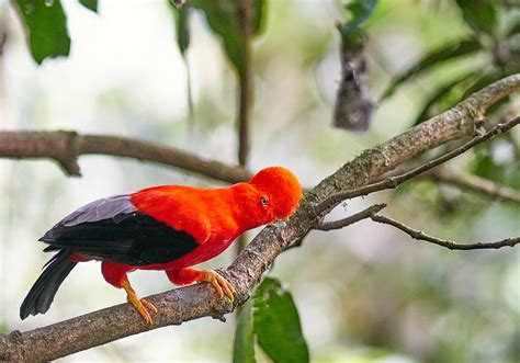 Gallito De Roca Andino Joan Gili Flickr