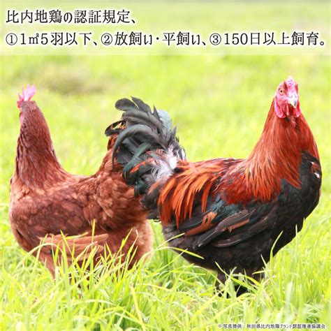 比内地鶏 雄＆雌 中型 2羽 生肉正肉 約23kg 秋田県大仙市産 むねももささみせせり手羽先皮ぼんじり 送料無料 産直むすび