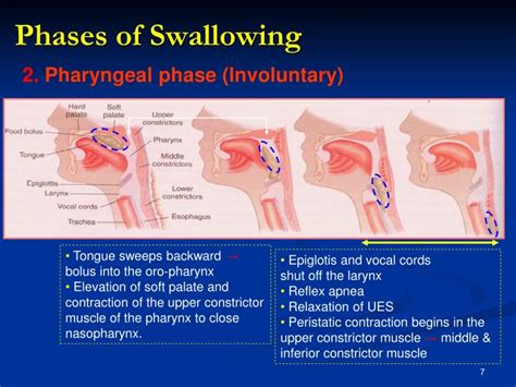 Stages Of Swallowing Diagram