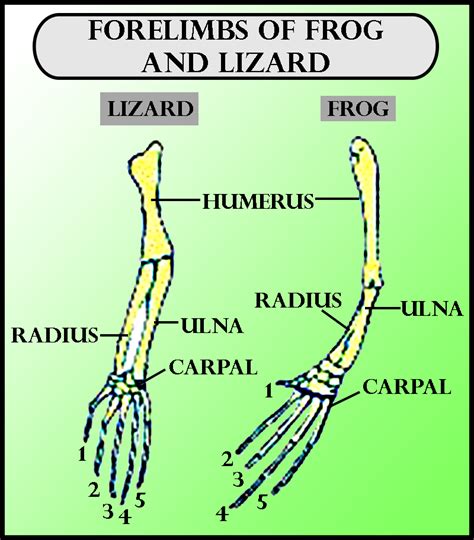 Forelimbs Of Frogs And Lizards Are The Example Of Organsa