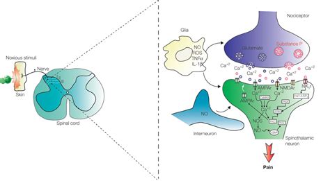 Frontiers Pain Modulation By Nitric Oxide In The Spinal Cord