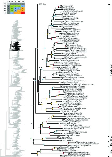 Maximum Likelihood Species Level Phylogeny Of Colubroides Continued