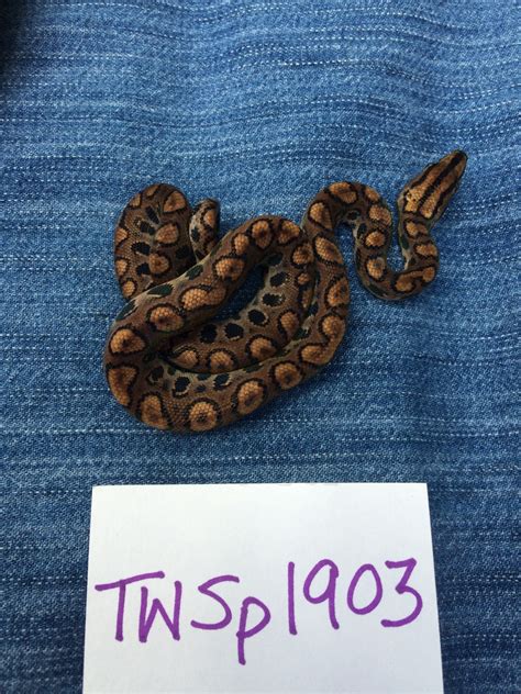 Pinstripe Rainbow Boa Traits Morphpedia