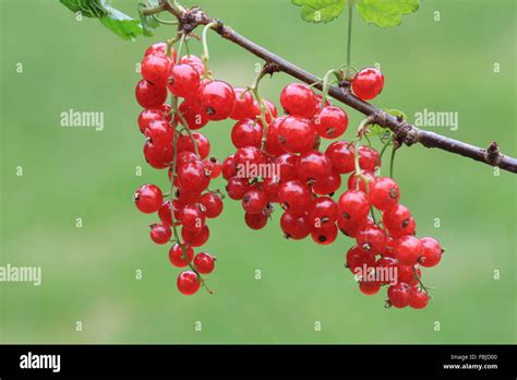 Red Currant Ribes Rubrum Stock Photo Alamy