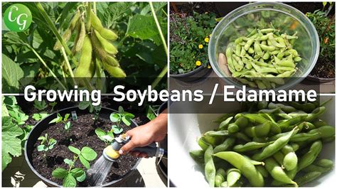 Cultivate Your Own Edamame A Guide To Growing And Enjoying Soybeans