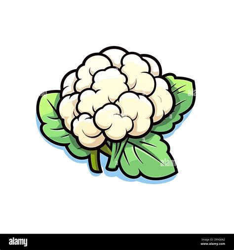 Coliflor Coliflor ilustración dibujada a mano Vector doodle estilo