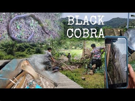 ANG MGA ITIM NA COBRA SA LUGAR NG PULANG BATO Cobraprince YouTube