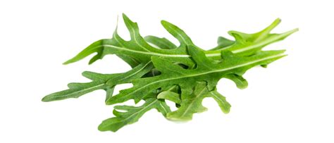 Arugula Png The Green Leaves Of Arugula Which Belongs To The