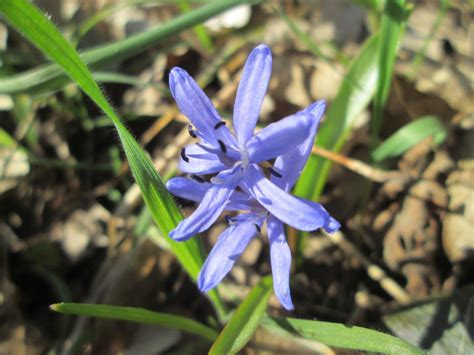 Wirtualny atlas roślin Cebulica dwulistna Scilla bifolia