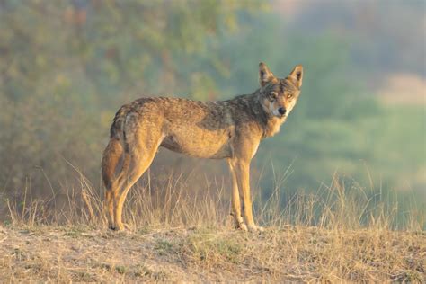 Tipos De Lobos Nombres Y Fotos