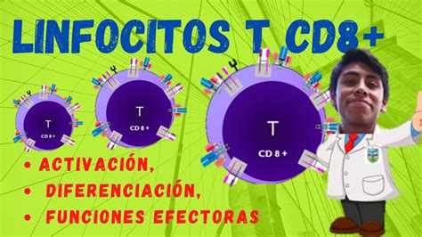 LINFOCITOS T CD8 activación diferenciación funciones efectoras