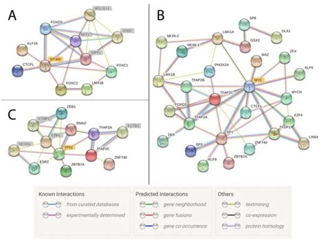 Network of transcription factor interactions based on active motif ... 