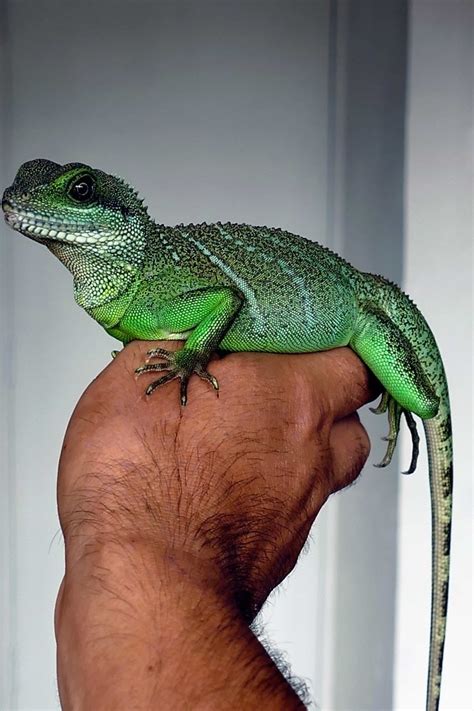 Image libre lézard reptile nature faune animal zoologie iguane