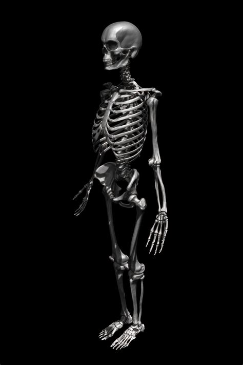joel mongeonskeleton
