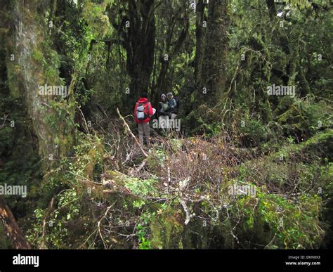 Chile Forest Forests Hi Res Stock Photography And Images Alamy