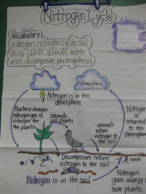 Biogeochemical Cycles Review Worksheet 7 – Printable PDF Template 