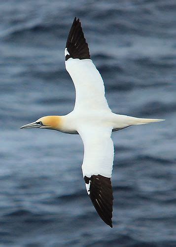 Gannet Morus Bassanus Sea Birds Beautiful Birds Birds Flying