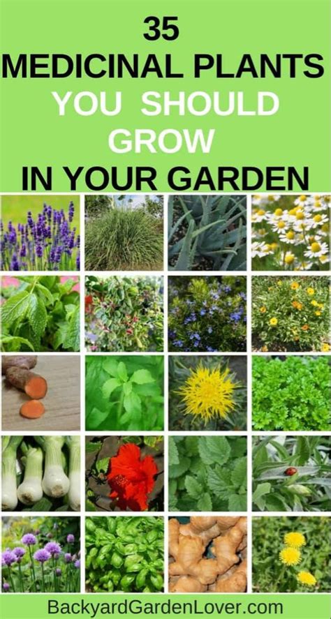 35 Easy To Grow Medicinal Plants To Make Your Own Herbal Remedies In