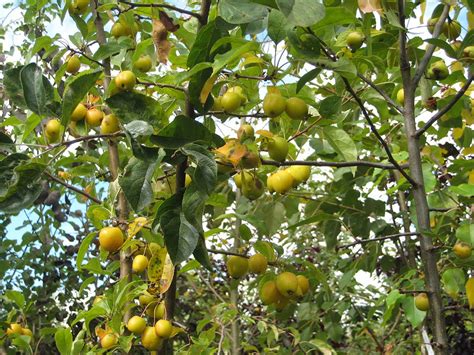 Trees Planet Malus Sylvestris Crab Apple