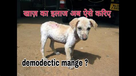 Sarcoptic Mange In Dogs || Mange In Dogs || Prevention