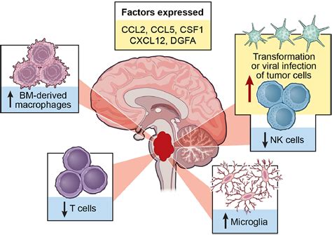 Current Knowledge On The Immune Microenvironment And Emerging