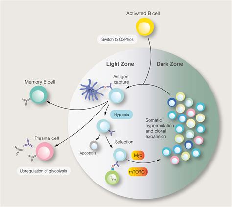 Frontiers B Cell Metabolism And Autophagy In Autoimmunity