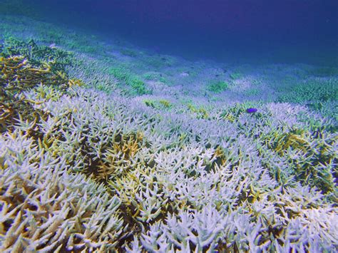 Le Corail Est Plus Menac Que Pr Vu Par Le R Chauffement Climatique Et