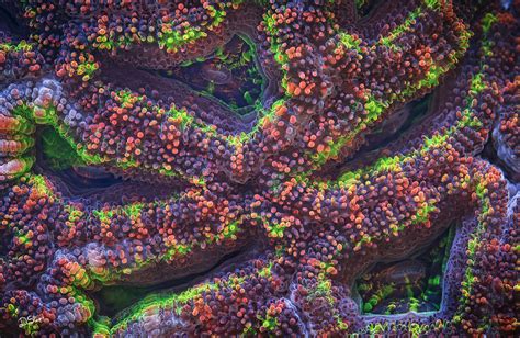 Ultra Macro Of Corals Microworlds Photography