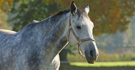 What Is A Roan Horse National Equine
