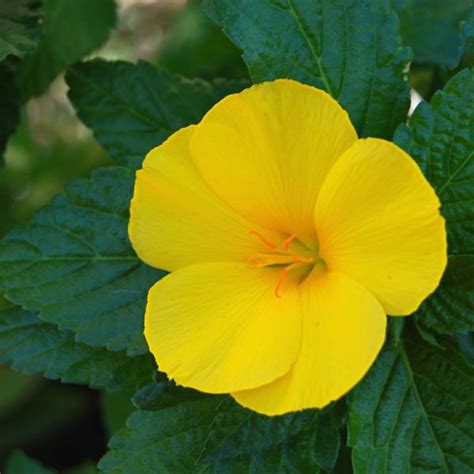 Turnera Ulmifolia Wahat Al Sahraa