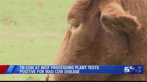 Tn Cow At Beef Processing Plant Tests Positive For Mad Cow Disease