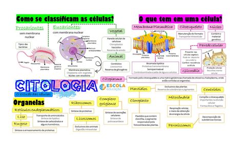 Mapa Mental Fungos Baixe Grtis O Mapa Mental Em Pdf Hot Sex Picture