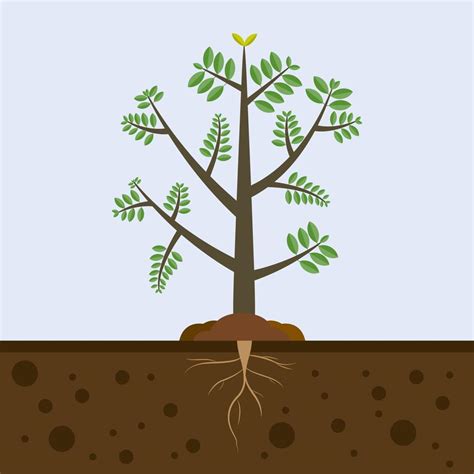 Tree With Roots In Soil Plant In Garden Nature Tree Growing In The