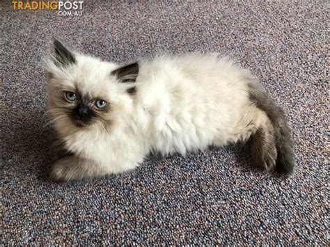 Persian X Ragdoll Kittens