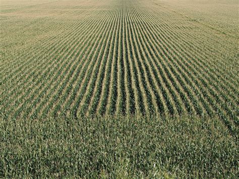 Cornfield Cereals Corn Agriculture Field Free Image From Needpix