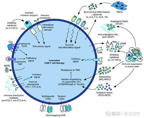 CAR T治疗实体瘤的4大挑战及应对策略 编者按 传奇生物 BCMA CAR T申报上市被FDA延迟审批至明年2月公司股价应声下跌9