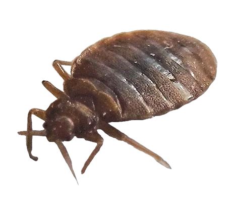 True Bug Insect Png High Quality Image Png All