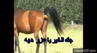 infinite horse pooping on Make a GIF