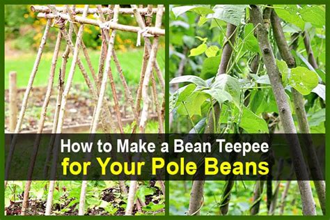 How To Make A Bean Teepee For Your Pole Beans Theworldofsurvival