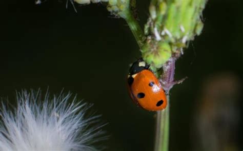 Image Libre Insecte Nature Faune Macro Coccinelle Coccinelle