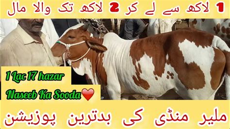 Malir Cow Mandi Karachi Latest Rates Update Today Chota Or Sasta Maal