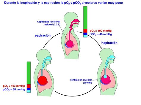 Ppt VentilaciÓn Alveolar Powerpoint Presentation Free Download Id