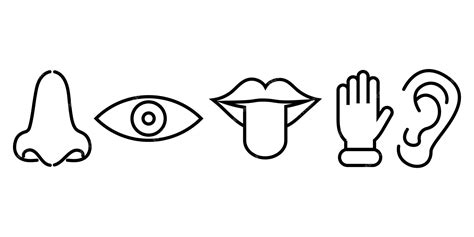 Conjunto De Iconos De Los Cinco Sentidos Humanos Símbolo Del Olfato La Audición El Tacto El