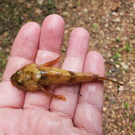 The Banded Sculpin Arizonaanglers See More Fishing