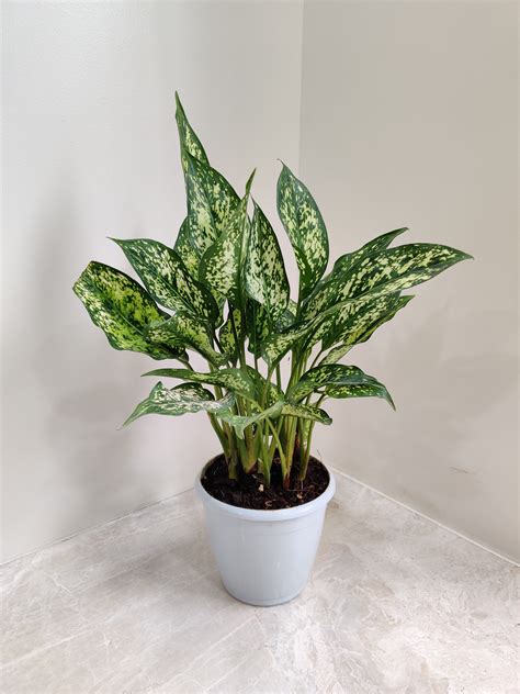 Buy Aglaonema Snow White Plant Air Purifying Indoor Foliage Low